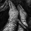 Debbie Fleming Caffery, Gator Love
1995, Gelatin silver print
