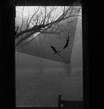 Work: Sleeping Lizards