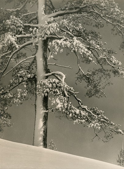 Alma Lavenson, Snow Blossoms, 1932
Vintage gelatin silver print, 9 1/4 x 7 in. (23.5 x 17.8 cm)
(Tree in Winter)
5208
Sold