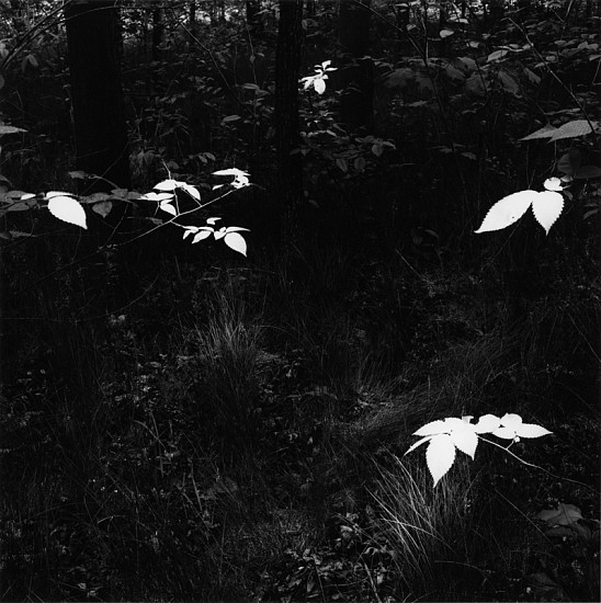 Kenneth Josephson, Wisconsin, 1980
Gelatin silver print, printed 2001, 9 x 9 in. (22.9 x 22.9 cm)
Edition of 50
5107
Price Upon Request