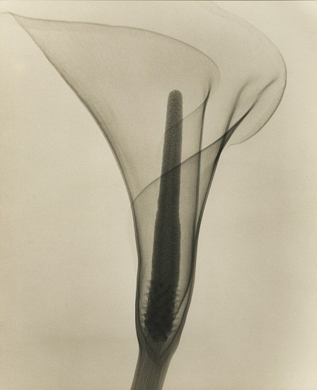 Dain Tasker, Lily, 1930
Vintage gelatin silver print, 11 5/8 x 9 1/2 in. (29.5 x 24.1 cm)
4189
Sold