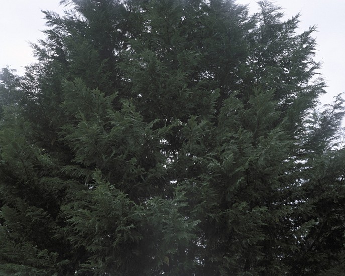 Aaron Rothman, Evergreen, 2004
Pigment ink print, 30 x 37 1/2 in. (76.2 x 95.2 cm)
Edition of 3
2448