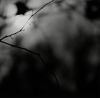 Work: Untitled (Zen Twig)