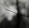 Ralph Eugene Meatyard, Untitled (Zen Twig)
1961, Vintage gelatin silver print