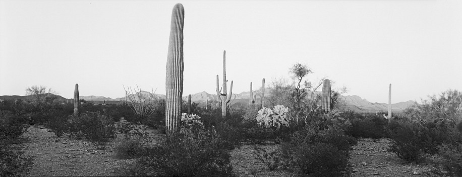 Lois Conner, Organ Pipe Cactus National Monument, Arizona, 1988
Platinum print, 6 1/2 x 16 1/2 in. (16.5 x 41.9 cm)
Edition of 10
5876