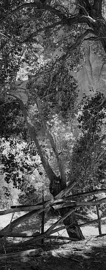 Lois Conner, Cottonwoods, Canyon de Chelley, Arizona, 1990
Platinum print, 16 1/2 x 6 1/2 in. (41.9 x 16.5 cm)
Edition of 10
5903