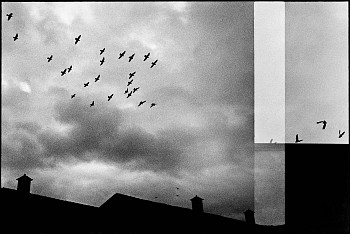 Work: Birds, Novare