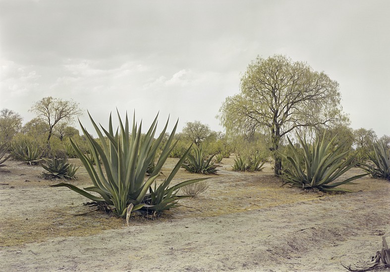Adam Bartos, Teotihuacan, Mexico (agave plants), 1981
Pigment print, 31 5/8 x 41 3/4 in. (80.3 x 106 cm)
Edition of 3
4787