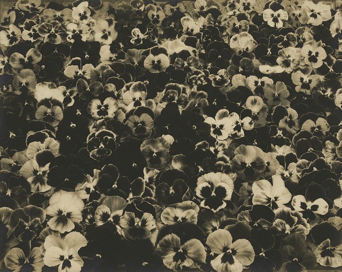 Eduard J. Steichen, Friends, Romans, Countrymen, c. 1920
Vintage gelatin silver print, 9 1/2 x 7 5/8 in. (24.1 x 19.4 cm)
flowers
7186
$26,000