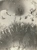 Jean-Pierre Sudre, Soleil
1965-1967, Vintage toned gelatin silver print; Mordançage