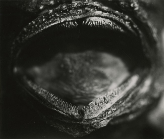 Jean Painlevé, Gueule de poisson montrant les rangées de dents, 1927-29
Vintage gelatin silver print, 5 1/4 x 6 3/16 in. (13.3 x 15.7 cm)
[mouth of a fish showing the rows of teeth]see More Info below for a links to other prints in museum collections
7600
$6,000