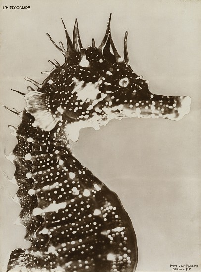 Jean Painlevé, L' Hippocampe, 1931
Vintage gelatin silver print, 11 x 8 1/8 in. (27.9 x 20.6 cm)
[The Seahorse] (most likely made during the filming of L'Hippocampe)see More Info below for a link to an excerpt of the film
8057
Sold