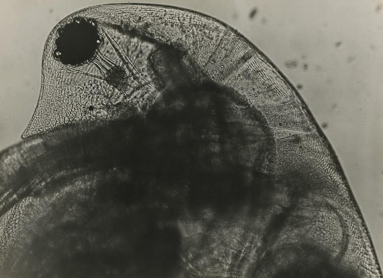 Jean Painlevé, Daphnie, 1928
Vintage gelatin silver print, 10 5/16 x 14 1/4 in. (26.2 x 36.2 cm)
(commonly called a water flea) most likely made during the filming of La Daphniesee More Info below for a link to an excerpt of the film
8062
$9,000