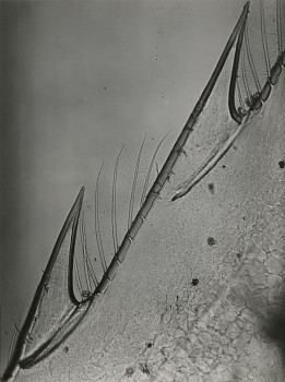 Work: Détails trés grossis du rostre de la tÁªte d'une crevette