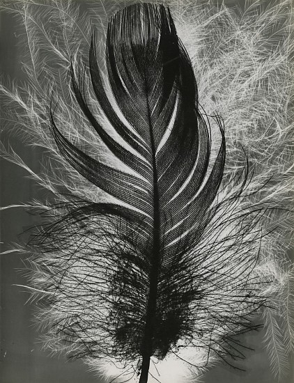 Roger Catherineau, Plume, c. 1954
Vintage gelatin silver print, 15 3/4 x 11 15/16 in. (40 x 30.3 cm)
feather
8067
$6,500