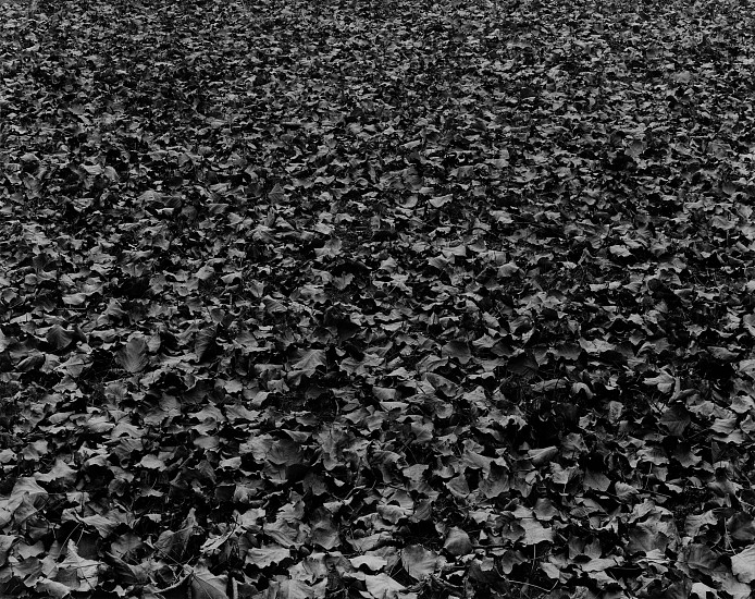 Harry Callahan, Chicago, 1950
Vintage gelatin silver print; printed before 1961, 7 1/2 x 9 1/2 in. (19.1 x 24.1 cm)
Mounted on Brudno board; signed in pencil on mount recto. Notations "MC 155" in pencil on mount verso.
4159
Sold