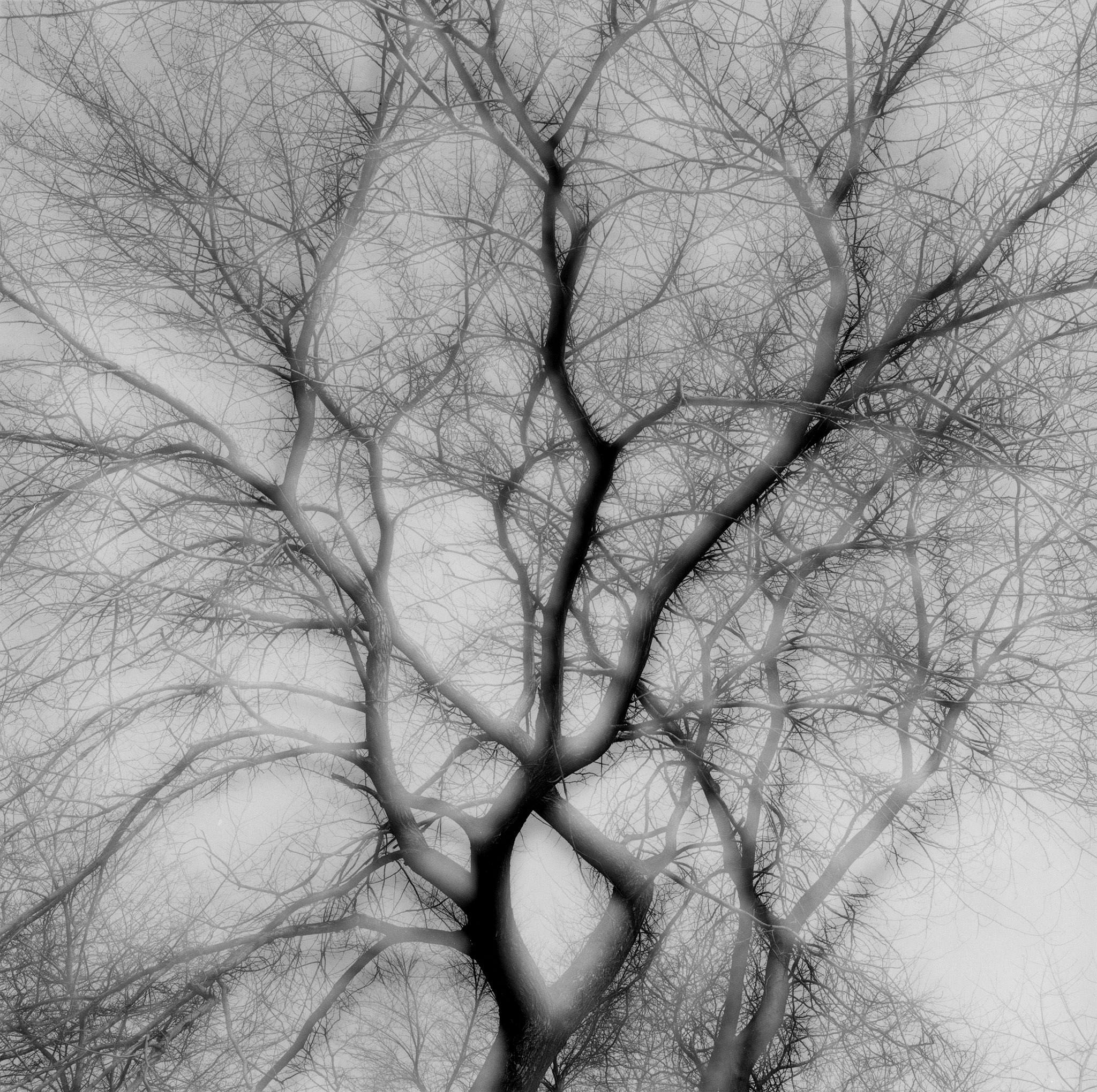 PRESS RELEASE: Vibrations of Nature:
In-camera Multiple Exposures, Sep 9 - Nov 1, 2025
