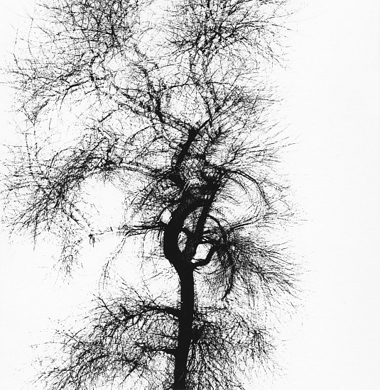 Harry Callahan, Multiple Exposure Tree, Chicago, 1956
Gelatin silver print; printed 1970s, 7 3/16 x 7 1/16 in. (18.3 x 17.9 cm)
Signed in pencil on print recto; signed and "EM 102" in pencil on print verso.
Illustrated: Photographs: Harry Callahan. El Mochuelo Gallery, 1964, pl. 102. Harry Callahan: Nature. Steidl, 2007, n.p.
8748
$9,000