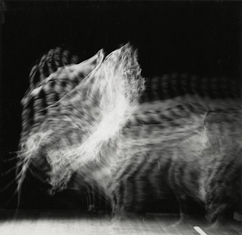 Herbert Matter -&nbsp;Figure in Motion