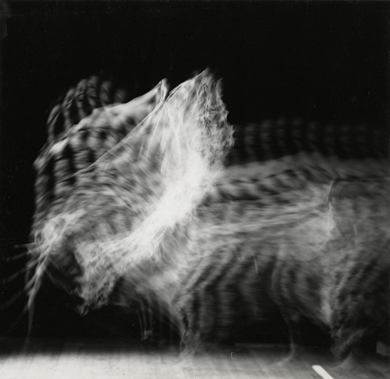 Herbert Matter, Figure in Motion, c. 1939
Vintage gelatin silver print, 6 1/4 x 6 1/2 in. (15.9 x 16.5 cm)
5812
$7,500